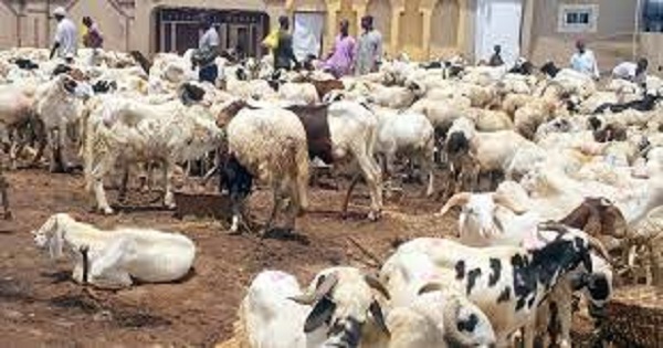 SALLAH: Local Government Chairman declares ram subsidy