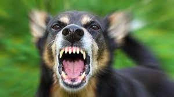 Suspected human rabies case causes scare in Kaduna