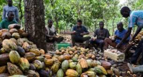 Oyo State Cocoa Farmers Reap Bumper Profits as Prices Soar in 2024 Season