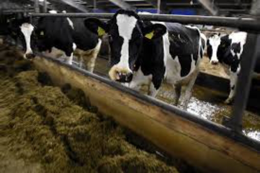 FG Targets Doubling Milk Output with Danish Dairy Cows